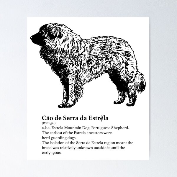 Cão de Serra da Estrệla Poster