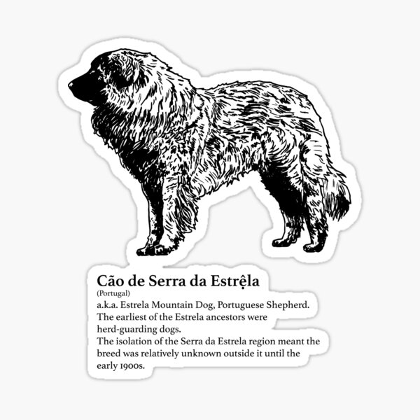 Cão de Serra da Estrệla Sticker