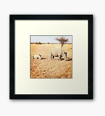 White Rinos Framed Print