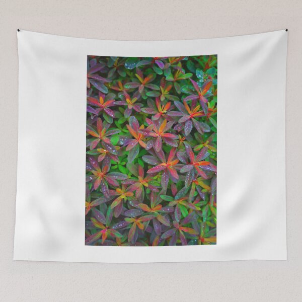 Item preview, "Cushion" Spurge designed and sold by Mike Solomonson.