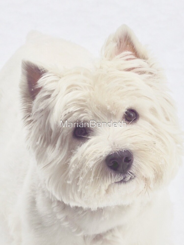 Westie gaze by MarianBendeth