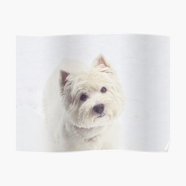 Westie gaze Poster