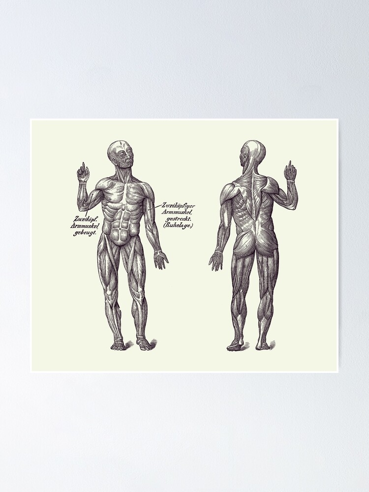 Arm Muscular System Dual View German Diagram Vintage Anatomy 2 Poster By Vaposters Redbubble