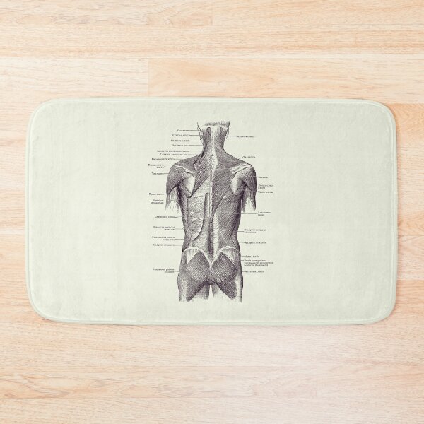 Item preview, Back and Glutes - Human Muscular System 2 designed and sold by VAposters.