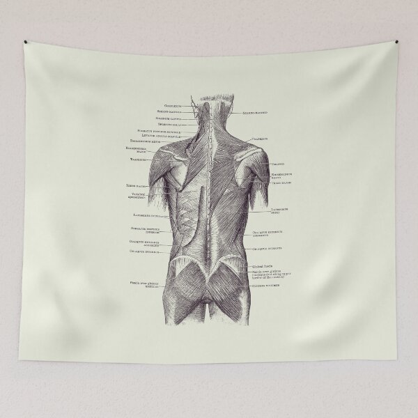Item preview, Back and Glutes - Human Muscular System 2 designed and sold by VAposters.