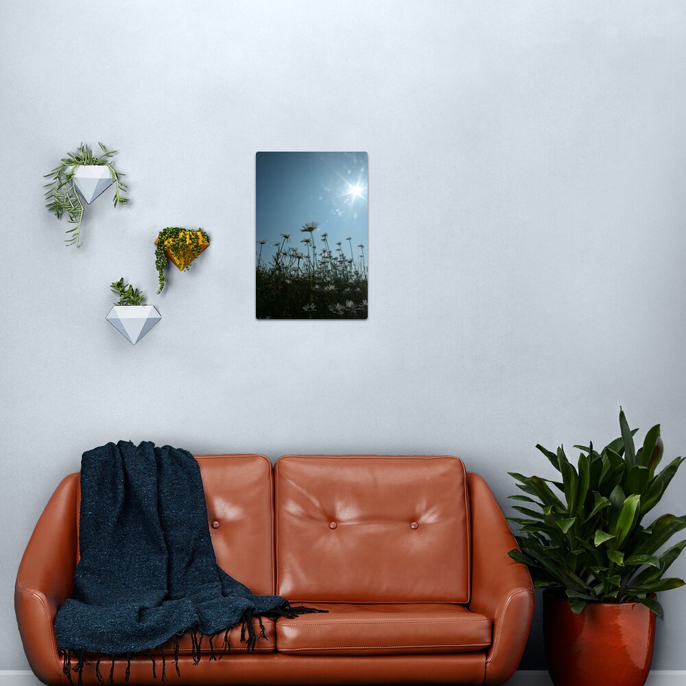 Daisies Metal Print