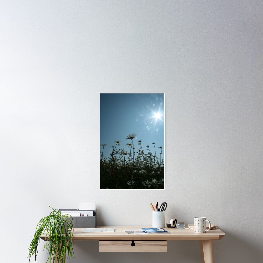 Daisies Poster