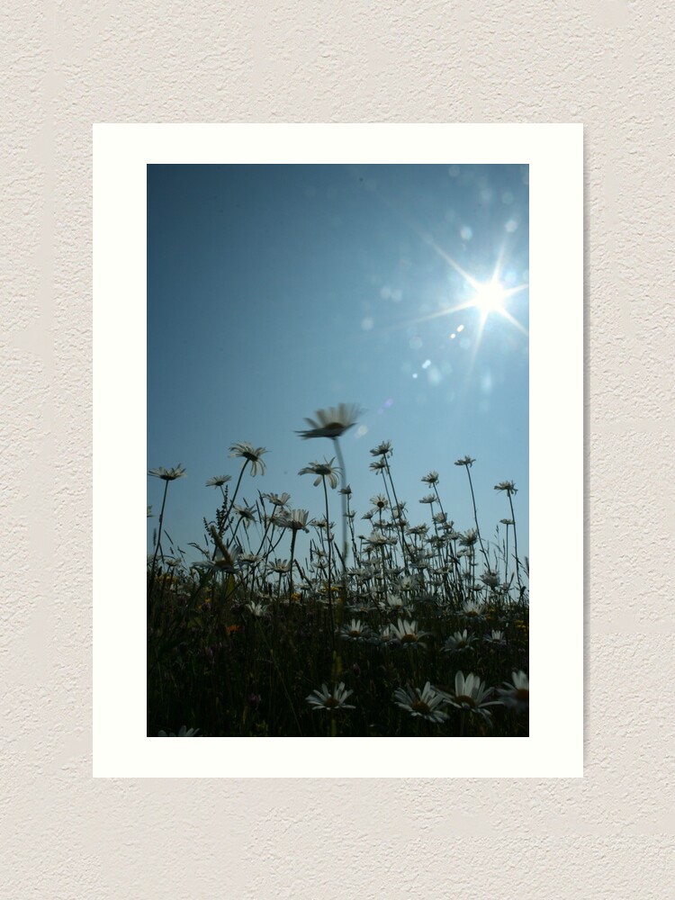 Alternate view of Daisies Art Print