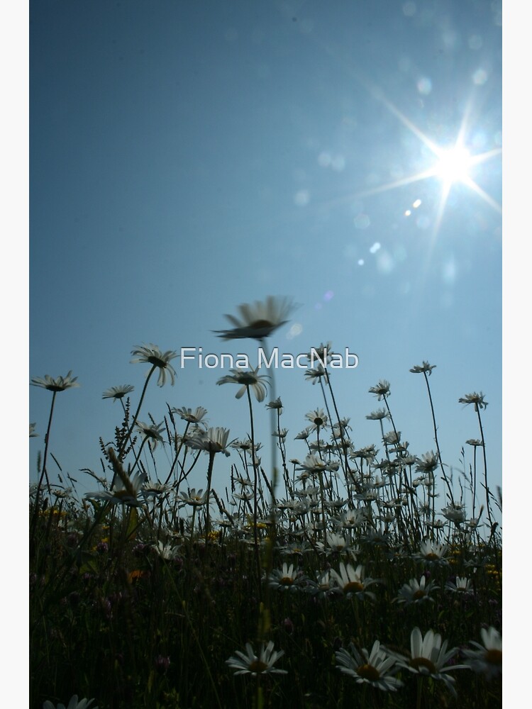 Daisies by orcadia