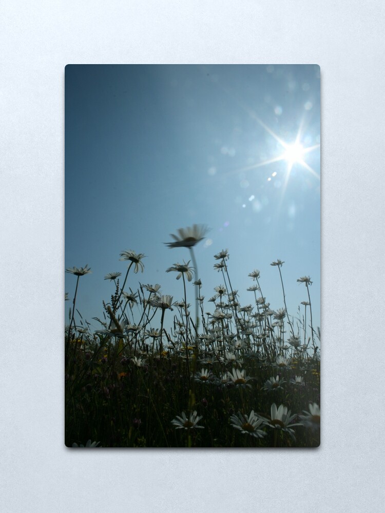 Alternate view of Daisies Metal Print