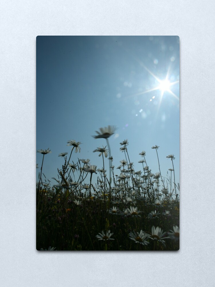 Alternate view of Daisies Metal Print