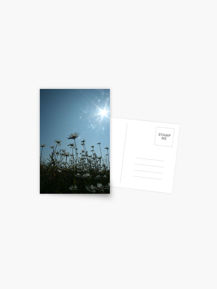 Thumbnail 1 of 2, Postcard, Daisies designed and sold by orcadia.