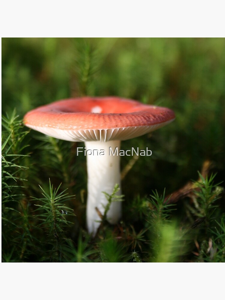 Toadstool by orcadia