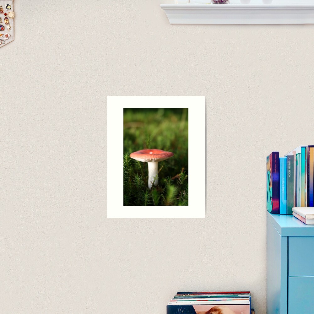 Toadstool Art Print