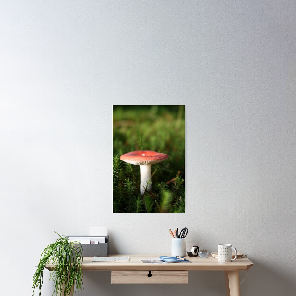 Toadstool Poster