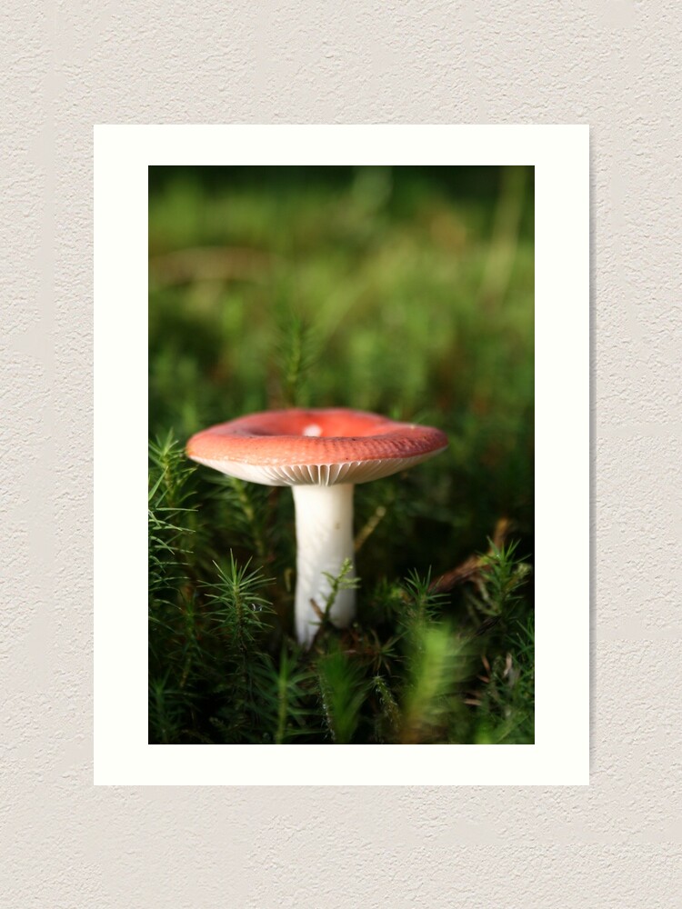 Alternate view of Toadstool Art Print