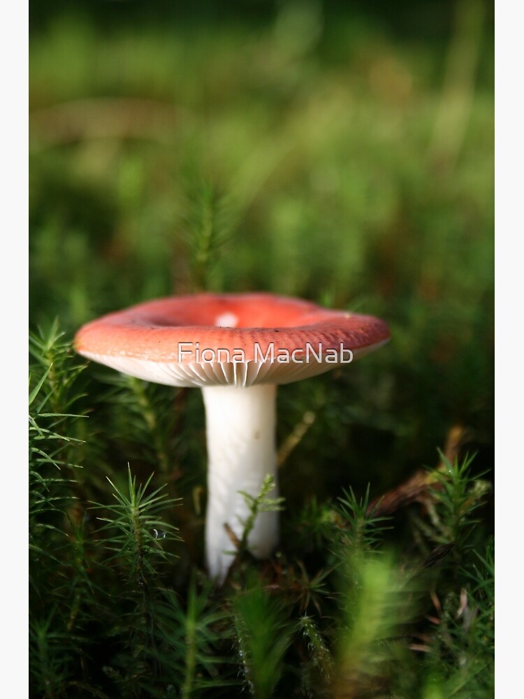Toadstool by orcadia