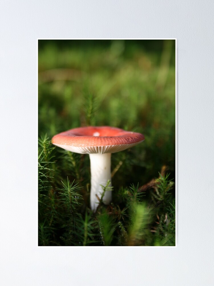 Alternate view of Toadstool Poster