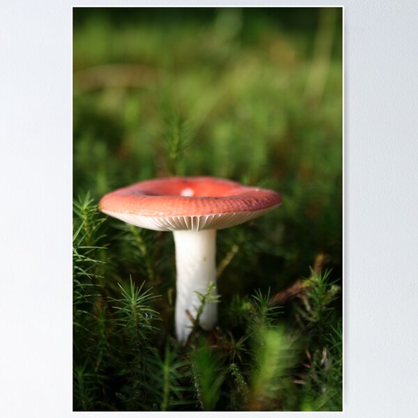 Toadstool Poster