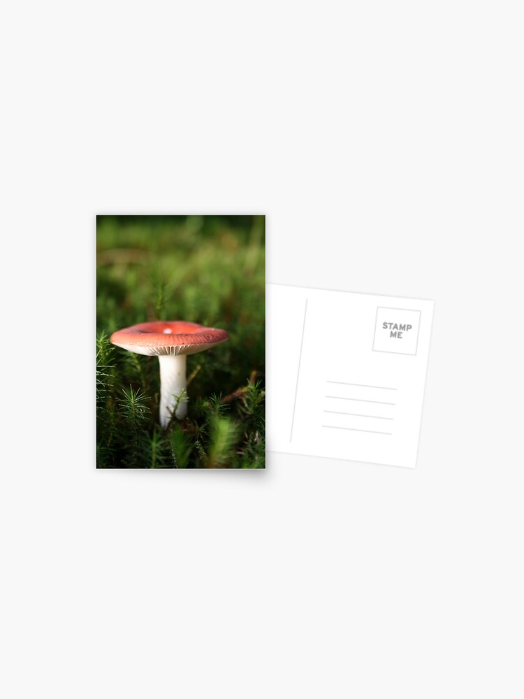 Thumbnail 1 of 2, Postcard, Toadstool designed and sold by orcadia.