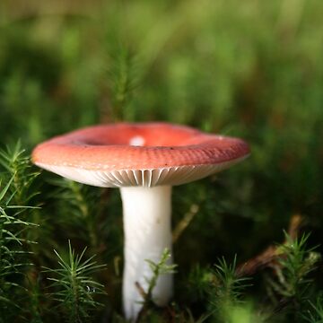 Artwork thumbnail, Toadstool by Fiona MacNab