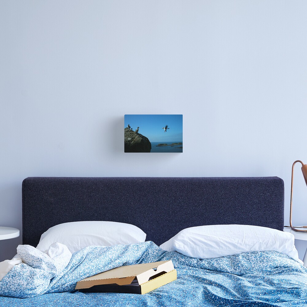 Puffin landing Canvas Print