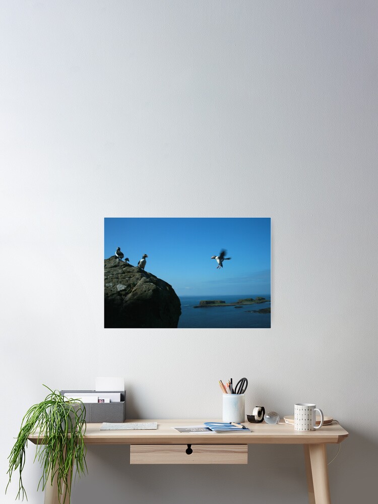 Thumbnail 2 of 3, Poster, Puffin landing designed and sold by orcadia.