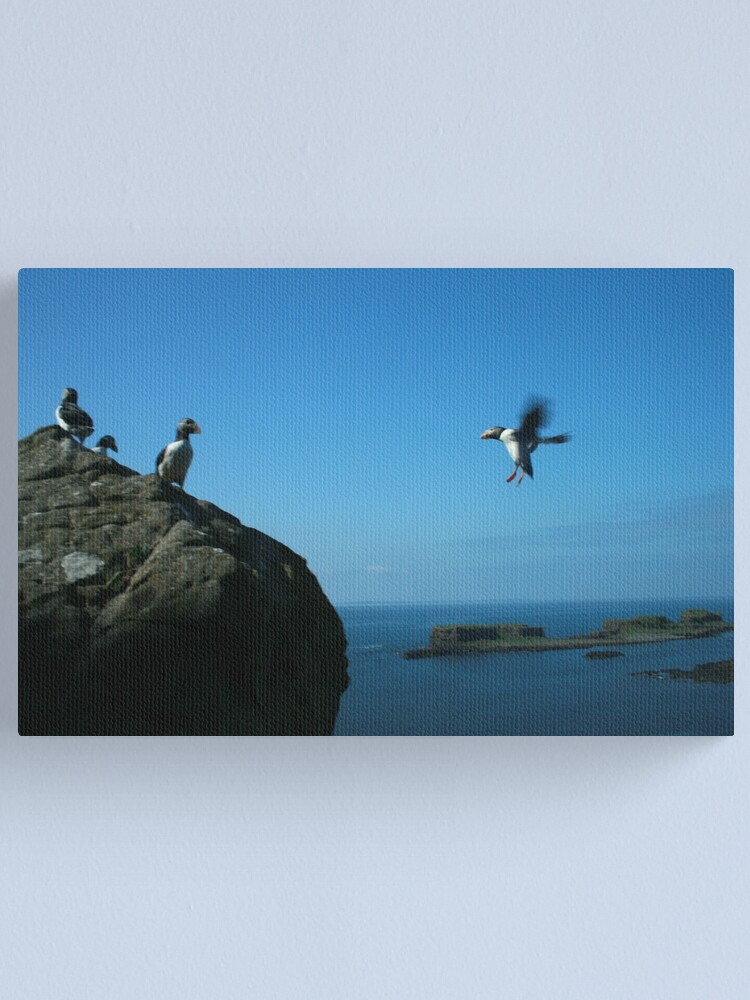 Alternate view of Puffin landing Canvas Print