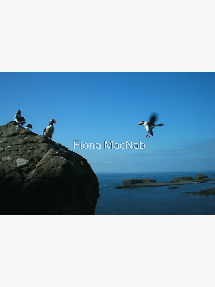 Puffin landing by orcadia