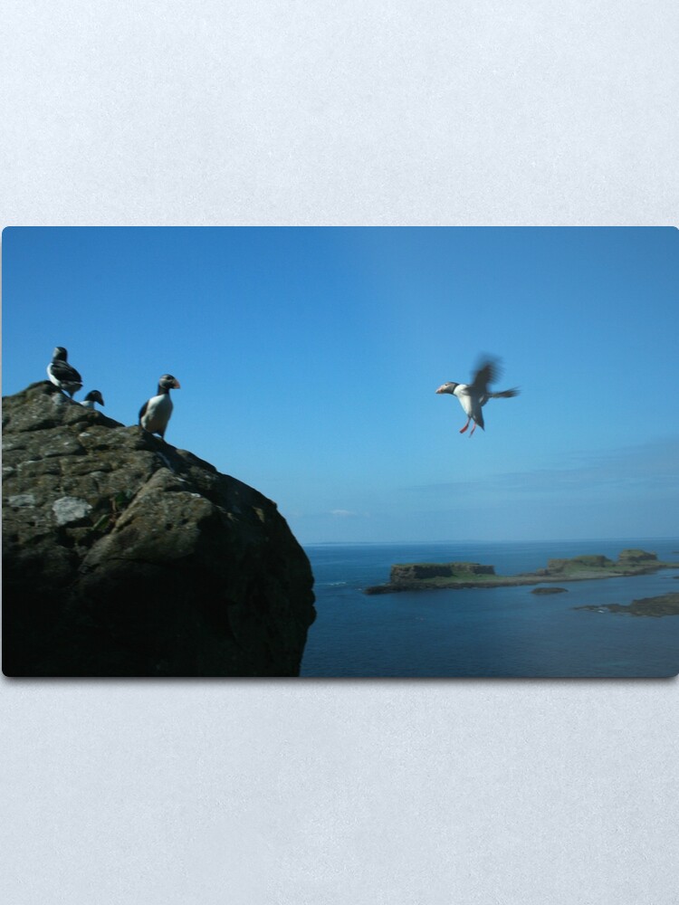 Alternate view of Puffin landing Metal Print