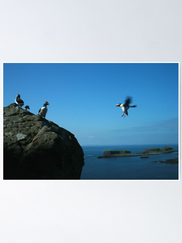 Alternate view of Puffin landing Poster