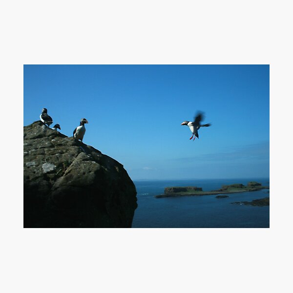 Item preview, Puffin landing designed and sold by Fiona MacNab.