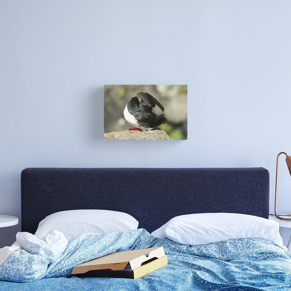 Shy Puffin Canvas Print