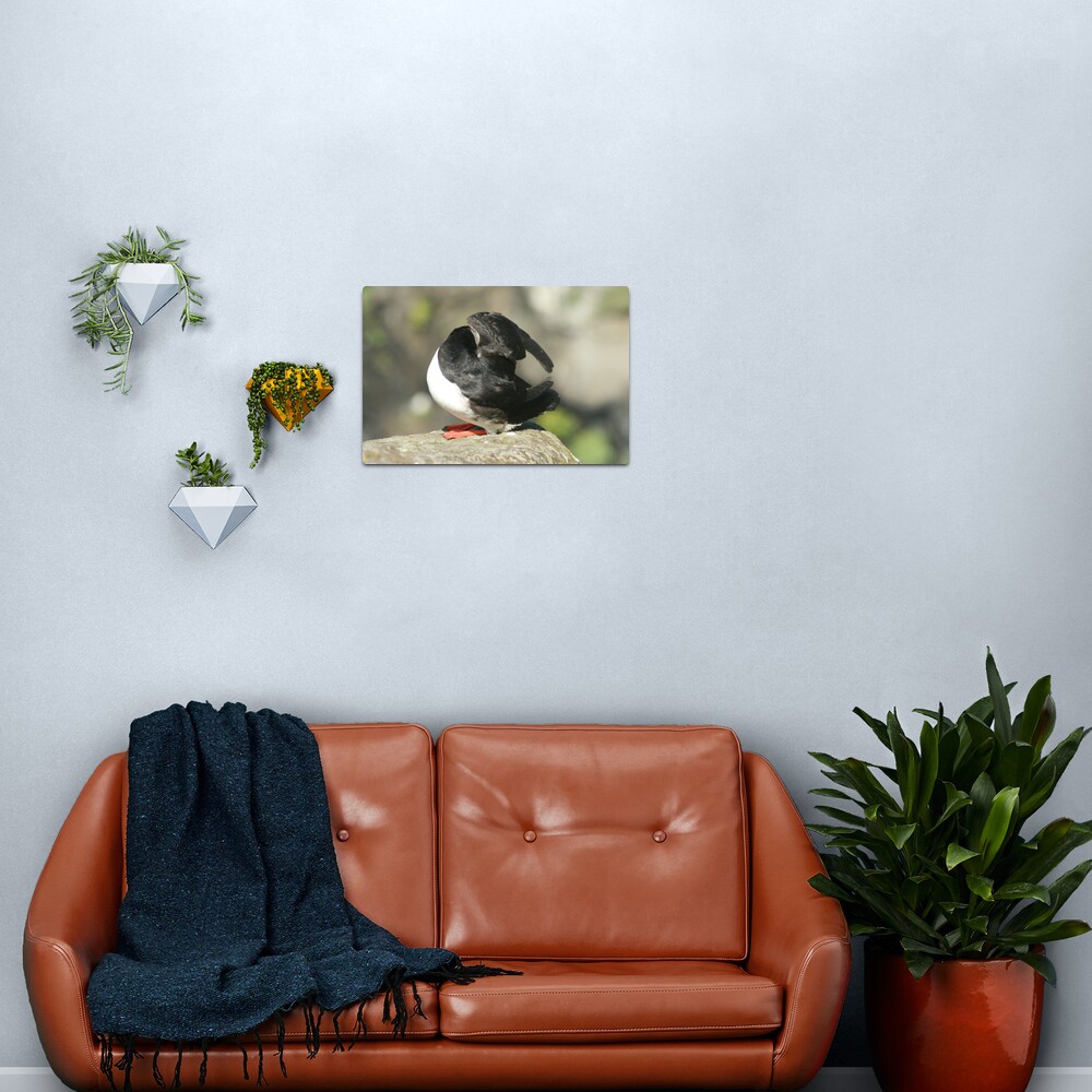 Shy Puffin Metal Print