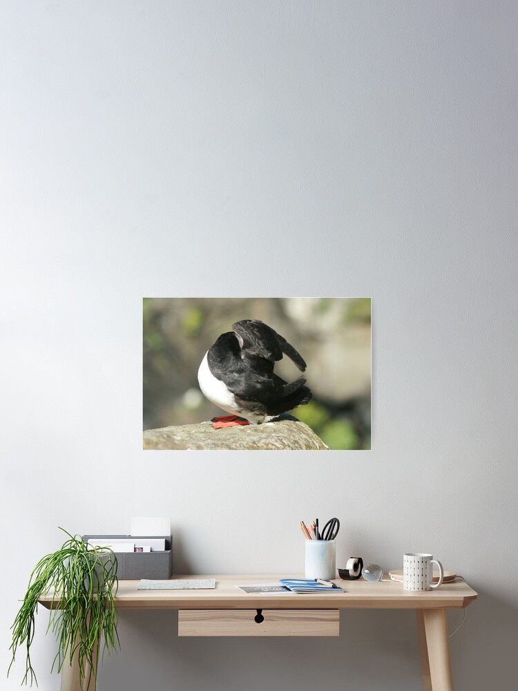 Thumbnail 2 of 3, Poster, Shy Puffin designed and sold by orcadia.