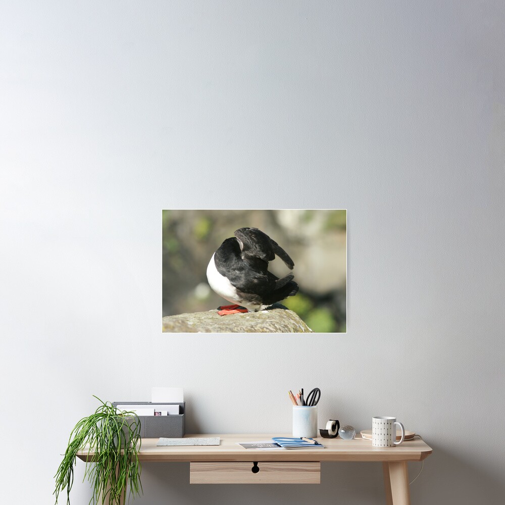 Shy Puffin Poster