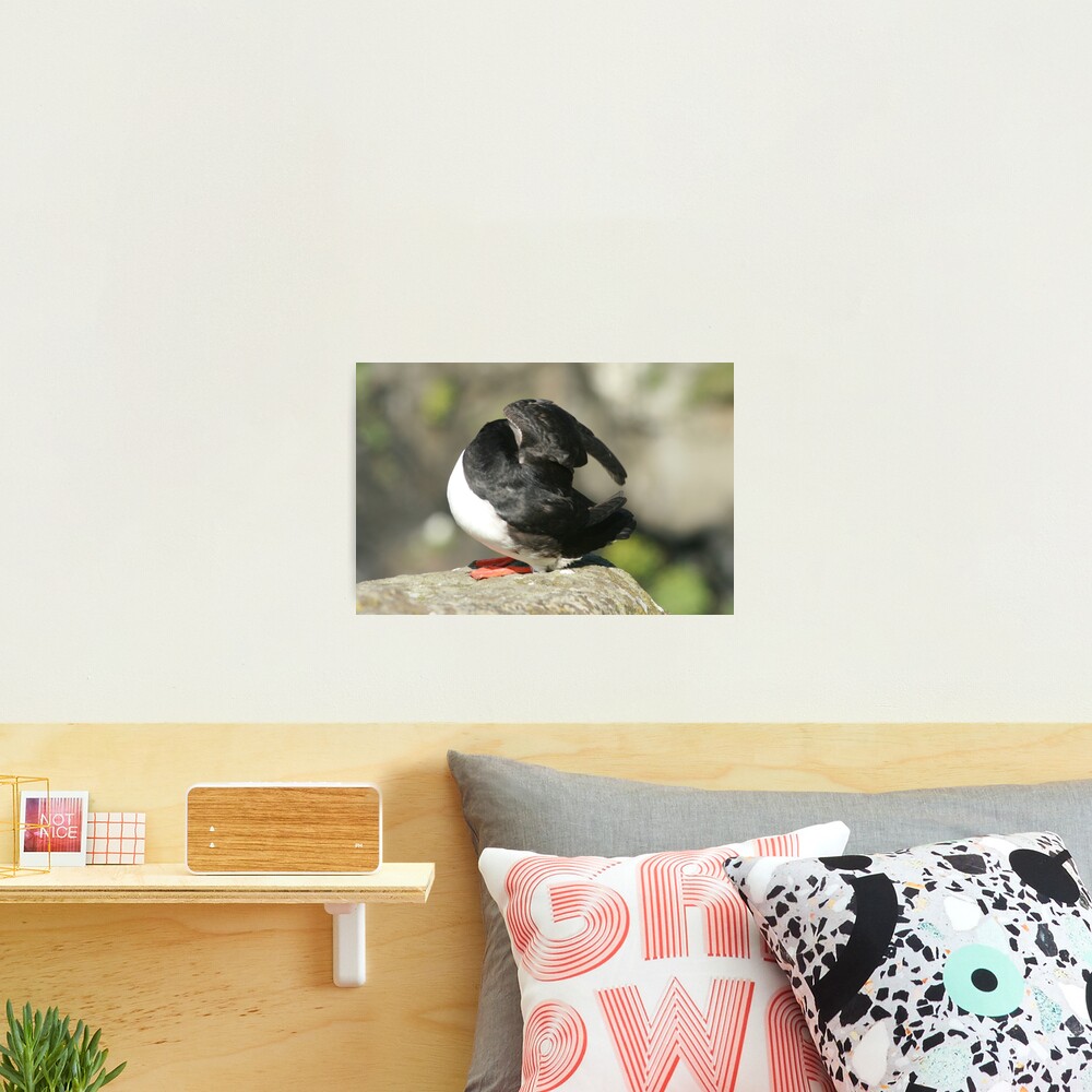 Shy Puffin Photographic Print
