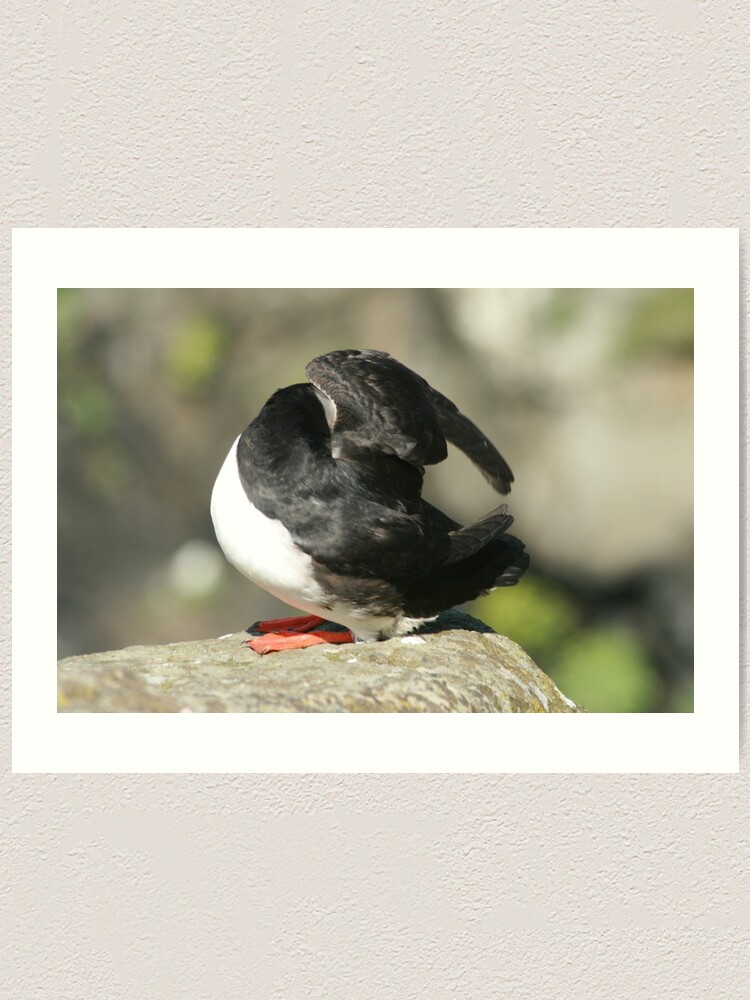 Alternate view of Shy Puffin Art Print