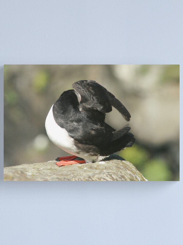 Alternate view of Shy Puffin Canvas Print