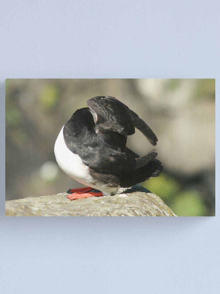 Alternate view of Shy Puffin Canvas Print