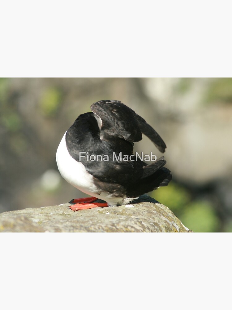Shy Puffin by orcadia