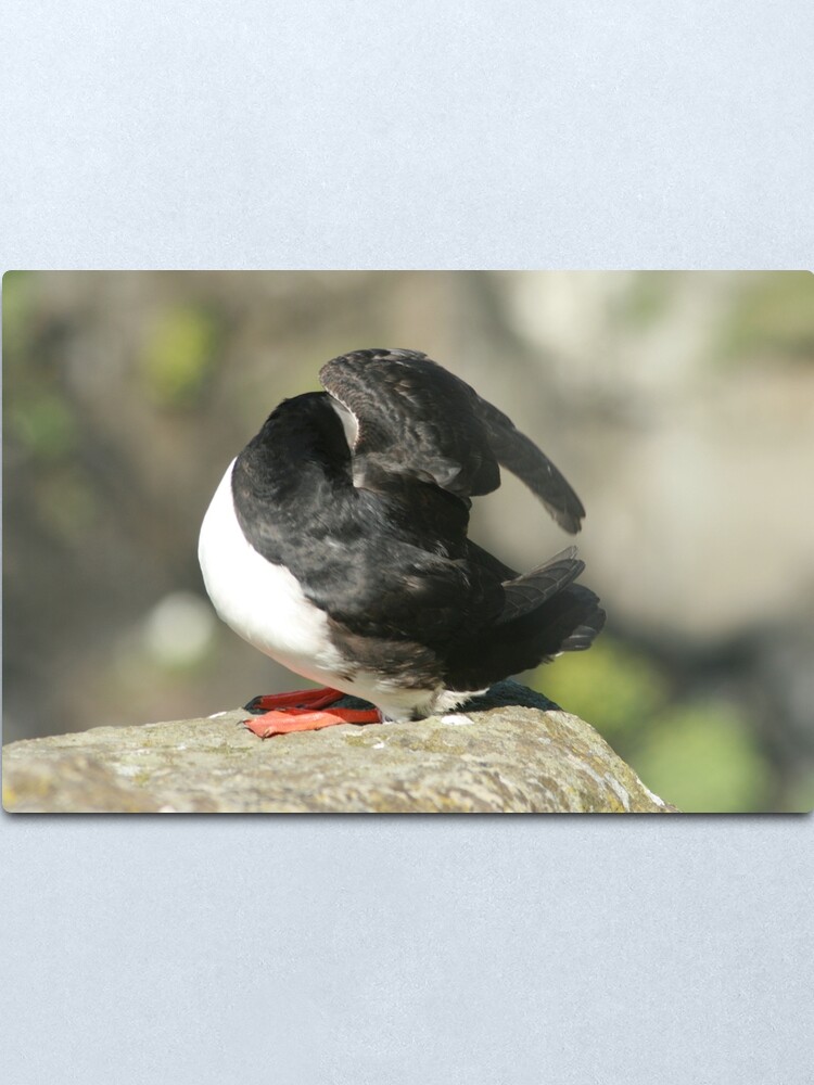 Alternate view of Shy Puffin Metal Print