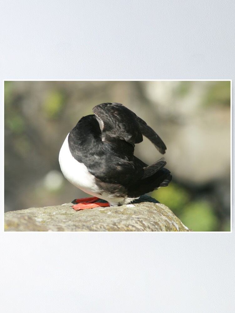 Alternate view of Shy Puffin Poster