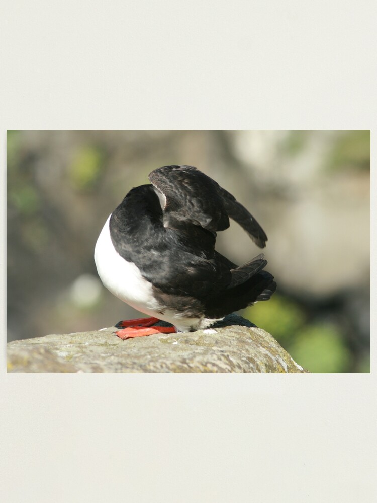 Alternate view of Shy Puffin Photographic Print