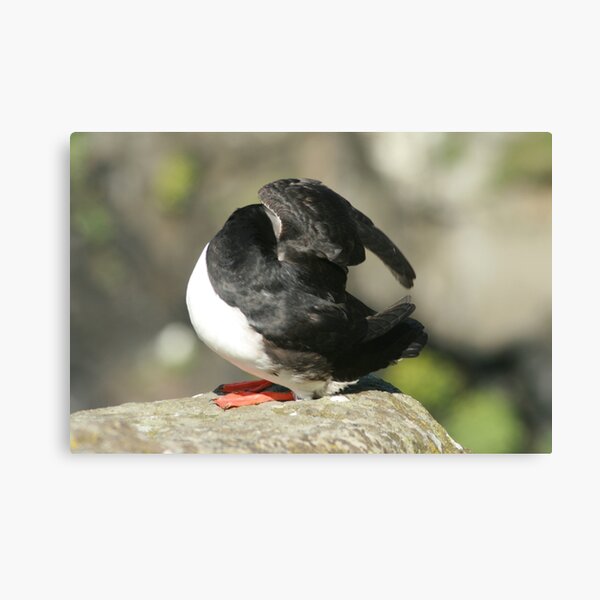 Item preview, Shy Puffin designed and sold by Fiona MacNab.