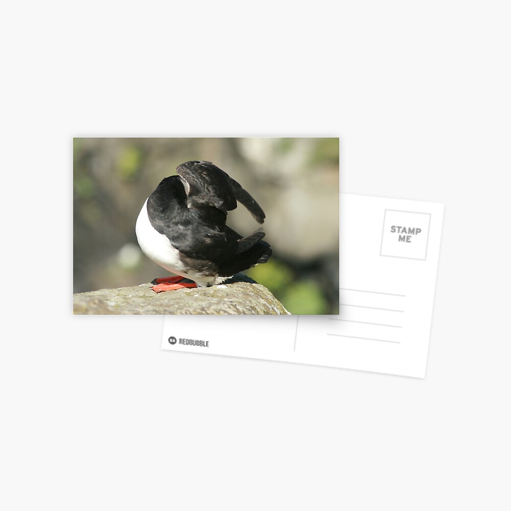 Shy Puffin Postcard