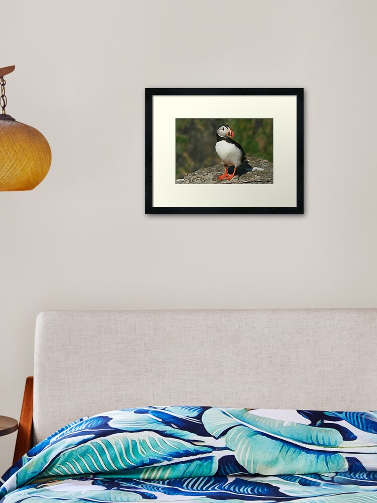 Thumbnail 2 of 7, Framed Art Print, Watchful puffin designed and sold by orcadia.