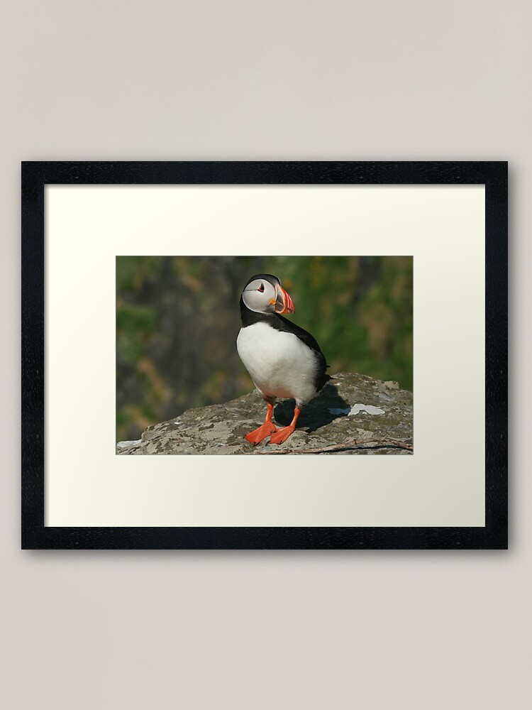 Thumbnail 1 of 7, Framed Art Print, Watchful puffin designed and sold by orcadia.