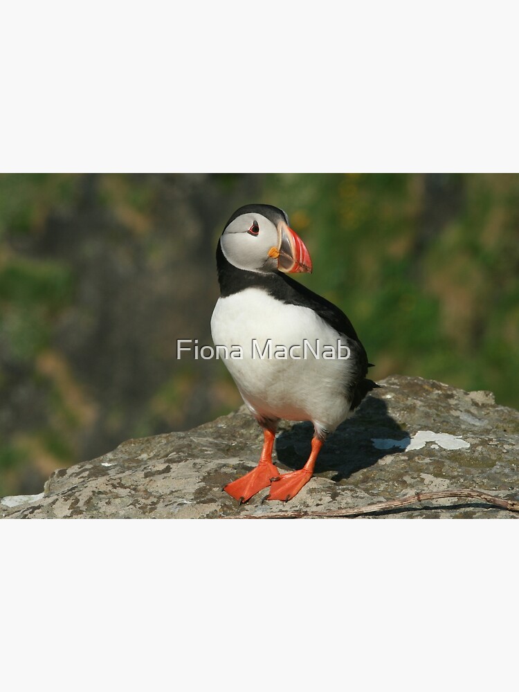 Thumbnail 7 of 7, Framed Art Print, Watchful puffin designed and sold by orcadia.