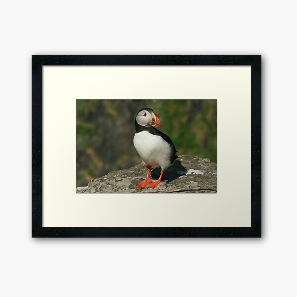 Framed Art Print